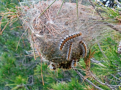 Nest vom Pinien- Prozessionsspinner