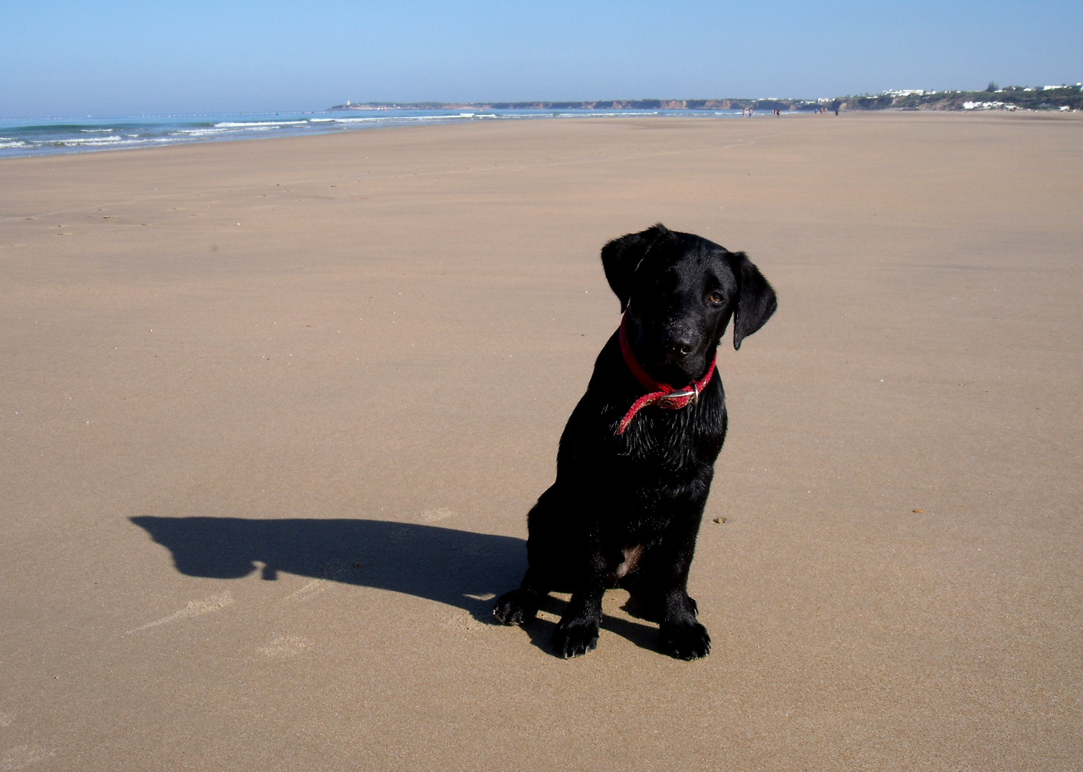 Hund am Strand in Conil